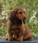 GAURI Hokus Pokus z Perłowej